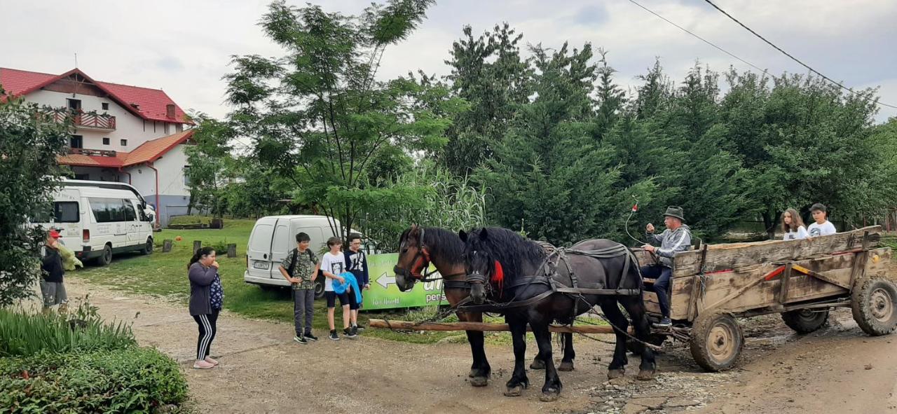 Panorama Cehu Silvaniei 외부 사진